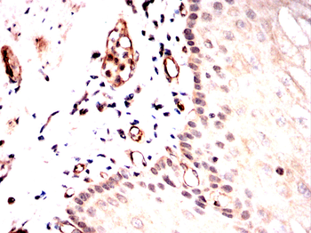 CAV2 Antibody