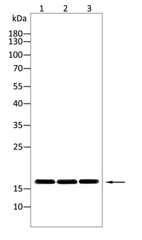CAV2 Antibody