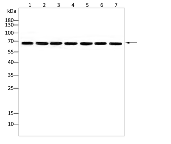 MEN1 Antibody
