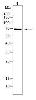 MEN1 Antibody