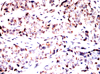 RAB27A Antibody