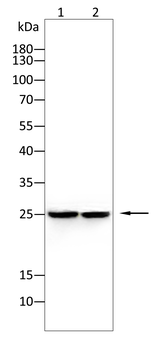 RAB27A Antibody