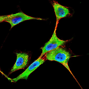 SHC1 Antibody