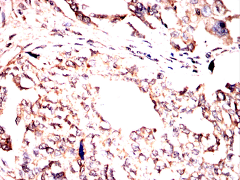 SHC1 Antibody