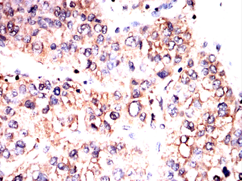SHC1 Antibody