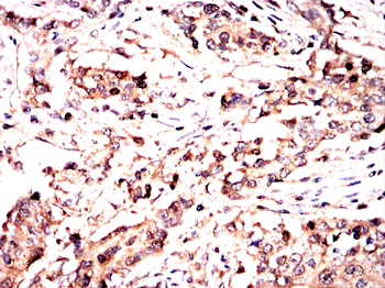SHC1 Antibody