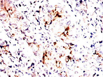 SHC1 Antibody