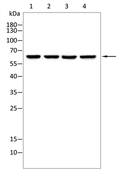 SHC1 Antibody