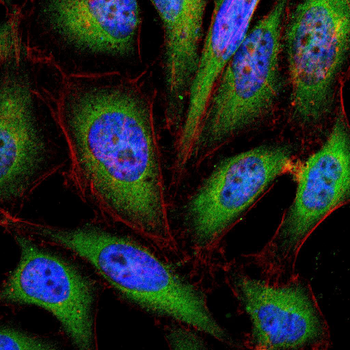 SHC1 Antibody