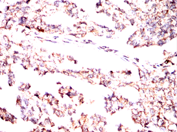 SHC1 Antibody