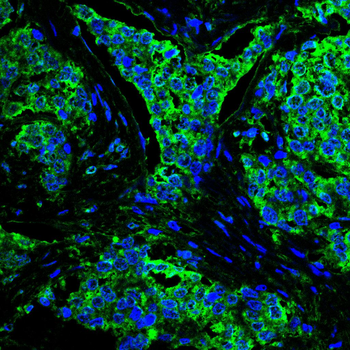 SHC1 Antibody