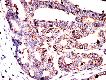SHC1 Antibody