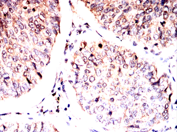 SHC1 Antibody
