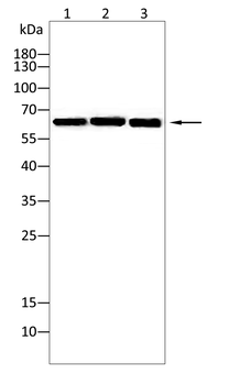 SHC1 Antibody