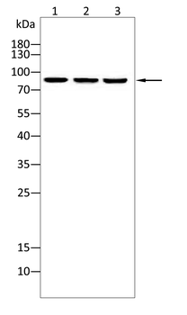 RPS6KA2 Antibody