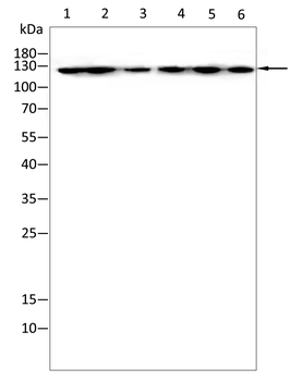 RBL2 Antibody