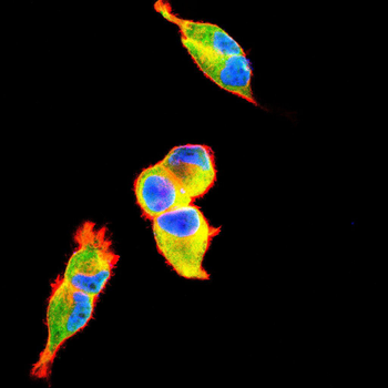 HSF1 Antibody