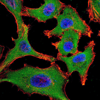 HSF1 Antibody