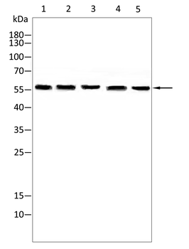 HSF1 Antibody