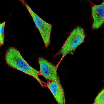 PER3 Antibody