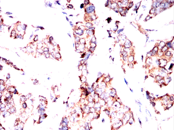 PER3 Antibody