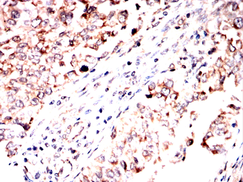 PER3 Antibody