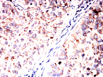 PER3 Antibody