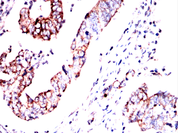 PER3 Antibody