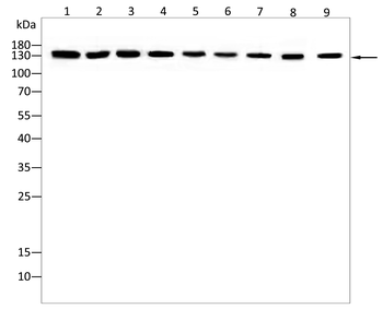 PER3 Antibody