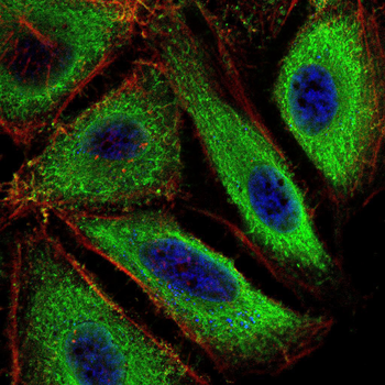 PER3 Antibody