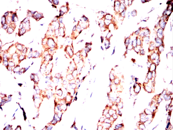 PER3 Antibody