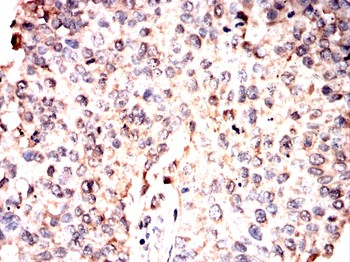 PER3 Antibody