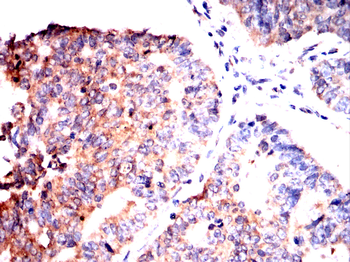 PER3 Antibody