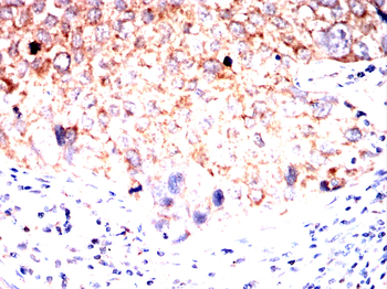 PER3 Antibody