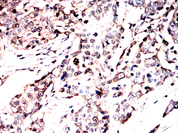 PER3 Antibody