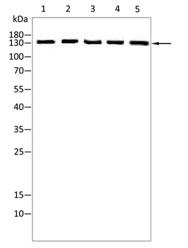 PER3 Antibody