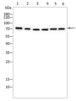 RAP1GAP Antibody