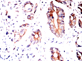 RAP1GAP Antibody