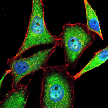 CGA Antibody