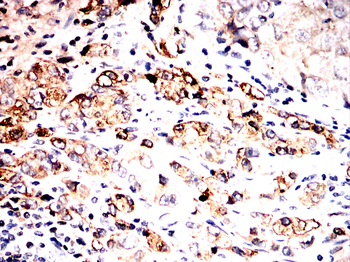 SERPINA3 Antibody