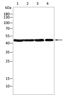 SERPINA3 Antibody