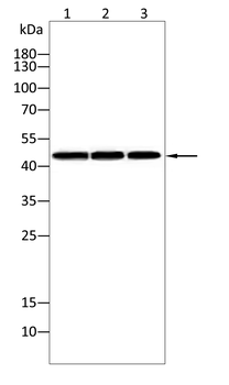 SERPINA3 Antibody