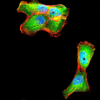 APC Antibody