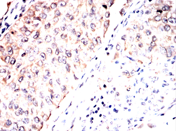 APC Antibody