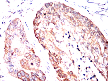 APC Antibody