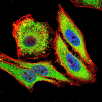 APC Antibody