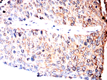 APC Antibody