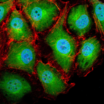 MSTN Antibody