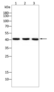 MSTN Antibody
