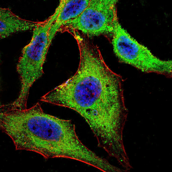MSTN Antibody